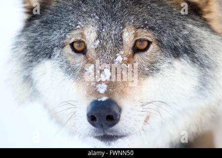Close-up of a wolfs head in the winter Stock Photo