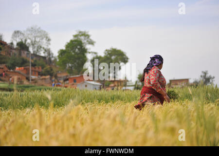 Kathmandu, Nepal. 06th Apr, 2016. A woman removing grass from the seasonal wheat farming at Chhampi, Lalitpur, Nepal. © Narayan Maharjan/Pacific Press/Alamy Live News Stock Photo