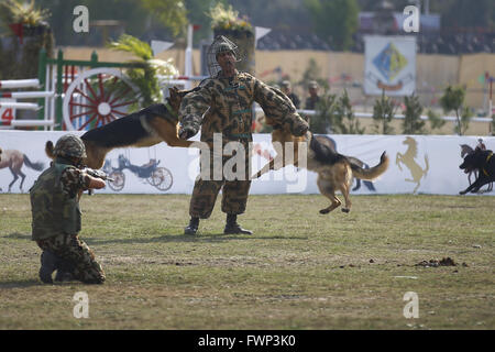 Kathmandu, Nepal. 7th Apr, 2016. Nepalese Army soldiers demonstrate during Ghode Jatra festival or Horse Parade in Tundikhel grounds, Kathmandu, Nepal on Thursday, April 7, 2016. According to myths it is said that Ghode Jatra is celebrated as triumph over demon that once was a horror in the city and by galloping horses the demon spirit stays under the ground. Credit:  Skanda Gautam/ZUMA Wire/Alamy Live News Stock Photo