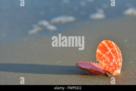 Shell on a sandy beach at sunset Stock Photo