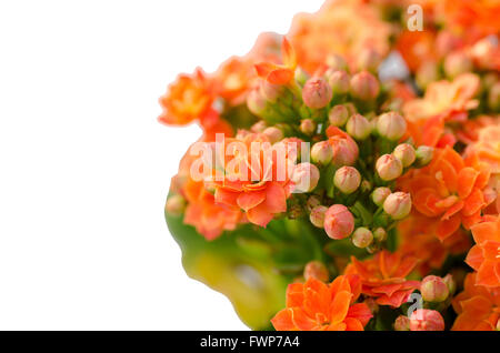 Flaming Katy flower isolated on white background Stock Photo