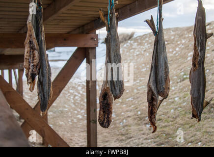 Pairs of fish hanging from drying racks at Eyrarbakki, southern Iceland, snowy beach in background Stock Photo
