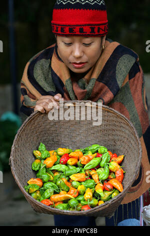 Naga woman sorting red hot chillies ( Naga Jolokia,ghost chilli  ) in a local market, Nagaland, India, Asia