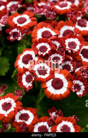 Brightly coloured cineraria flowers. Stock Photo