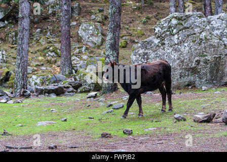 vache dans la vallé de la Restonica haute Corse 2B France Stock Photo