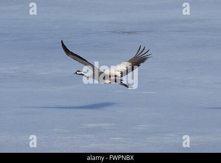 Grey heron flying above icy lake in the spring Stock Photo