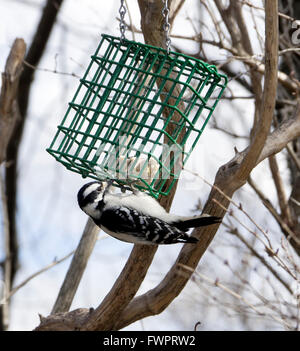 Female Downy Woodpecker, Picoides pubescens, on  suet feeder Stock Photo