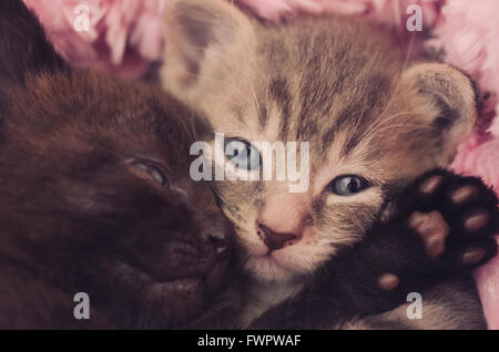 two cute kittens sleeping together Stock Photo