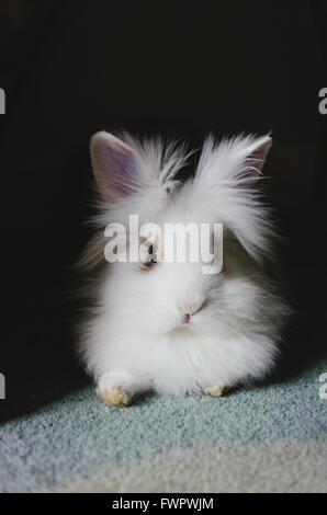 lionhead rabbit bunny Stock Photo