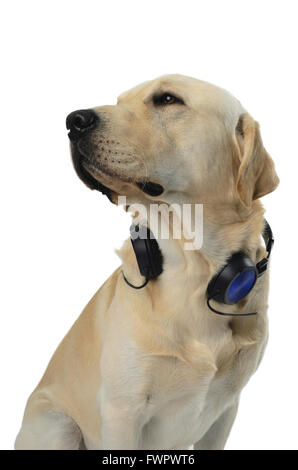 Labrador with costume, isolated on white background Stock Photo