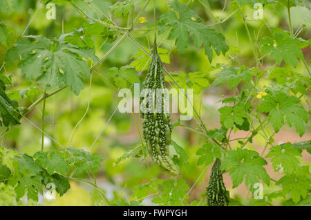 bitter melon growing on a vine in garden. Stock Photo