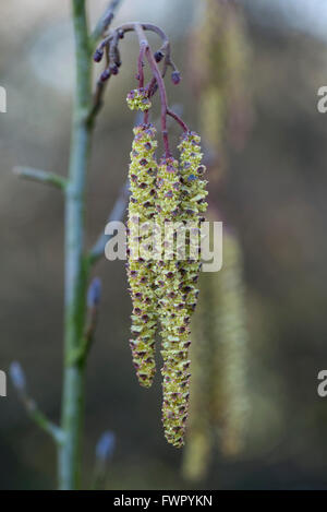 Catkins on a young alder, Alnus glutinosa, in winter. Berkshire, February Stock Photo