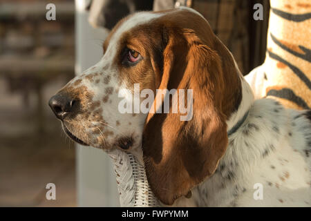 A 2 year old basset hound sitting in a chair relaxing, Berkshire Stock Photo