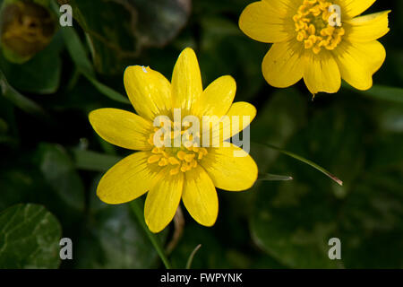Lesser celandine, Ficaria verna, yellow, shiny flower on buttercup type plant in early spring, Berkshire, April Stock Photo