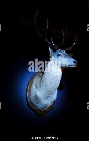 Trophy stuffed stag's head on wall Stock Photo