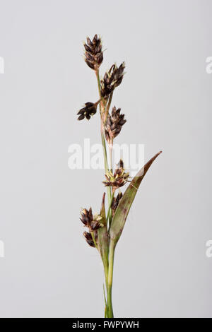 Field woodrush or Good Friday grass, Luzula campestris, flower spike in spring, Berkshire, April Stock Photo