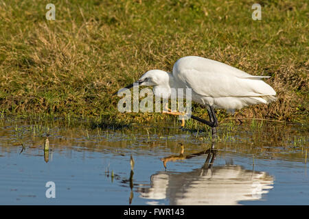 Little Egret Reflection Little Egret Reflection