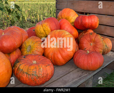 Big orange pumpkins Stock Photo