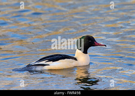 Goosander (Mergus merganser) male swimming in lake Stock Photo