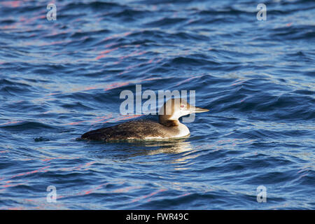 Common loon / great northern diver / great northern loon (Gavia immer) swimming at sea in winter Stock Photo