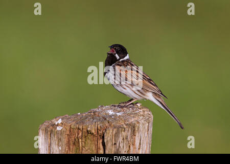 Common reed bunting (Emberiza schoeniclus) male calling from wooden fence post in spring Stock Photo