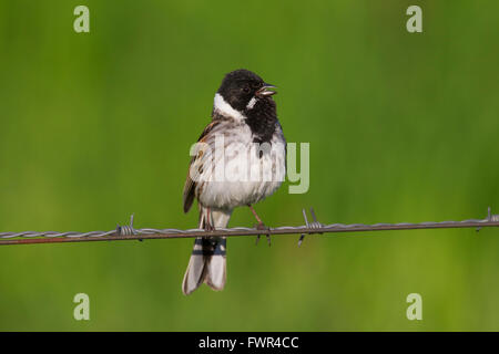 Common reed bunting (Emberiza schoeniclus) male calling from barbed wire in spring Stock Photo