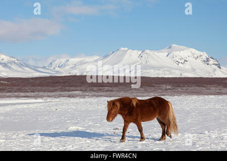 Icelandic horse (Equus ferus caballus / Equus Scandinavicus) in heavy winter coat in the snow on Iceland Stock Photo