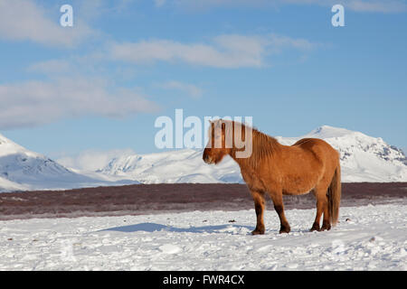 Icelandic horse (Equus ferus caballus / Equus Scandinavicus) in heavy winter coat in the snow on Iceland Stock Photo