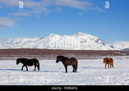 Three Icelandic horses (Equus ferus caballus / Equus Scandinavicus) in the snow in winter on Iceland Stock Photo