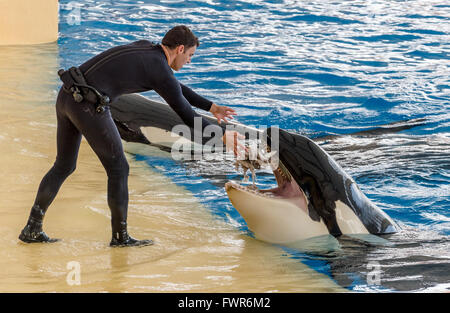 killer whale or orca (Orcinus orca) performing at Loro Parque, Tenerife Stock Photo