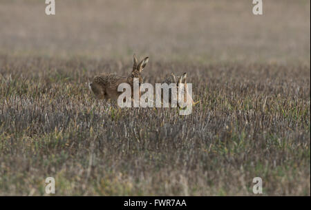 Brown  Hares- Lepus europaeus, chase.  Spring. Uk Stock Photo