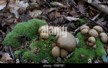 Mushrooms of the poisonous common earthball (Scleroderma citrinum, syn. Scleroderma aurantium (Vaill.) and Scleroderma vulgare). Stock Photo