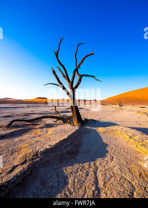 Dead camel thorn trees (Vachellia erioloba) in Dead Vlei in front of sand dunes, salt pan, Sossusvlei, Namib Desert Stock Photo
