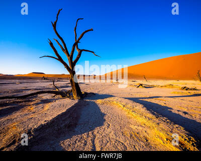 Dead camel thorn trees (Vachellia erioloba) in Dead Vlei in front of sand dunes, salt pan, Sossusvlei, Namib Desert Stock Photo