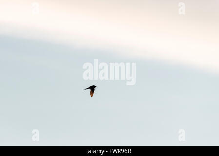 A flying Red-Rumped Swallow in Portugal Stock Photo