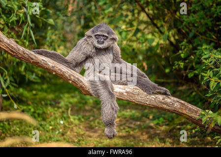 Silvery gibbon (Hylobates moloch) sitting on a branch. The silvery gibbon ranks among the most threatened species. Stock Photo