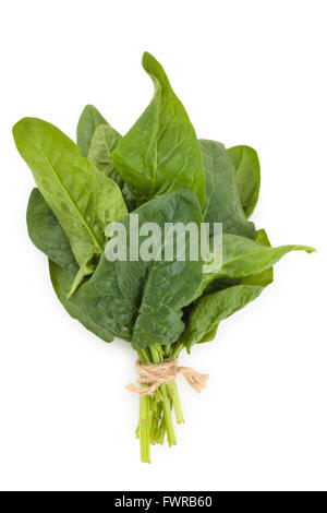 Banch of fresh spinach leaves. Stock Photo