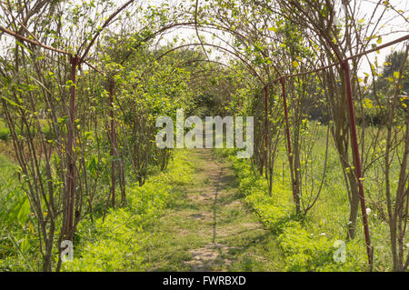 curved trees path walkway in garden Stock Photo