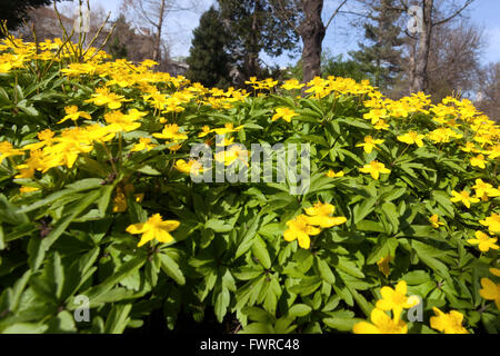 Anemone ranunculoides 'Avon', Yellow wood anemone or Buttercup anemone, woodland garden cover plant under trees in early spring Stock Photo