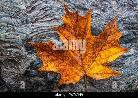 An orange maple leaf on a textured rock in fall in Acadia National Park, Mount Desert Island, Maine. Stock Photo