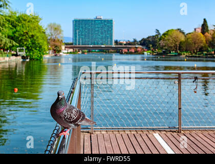 pigeon on the lake pier of city Stock Photo