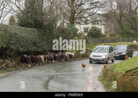 Traffic passing through the Lakeland village of Buttermere halted by chickens and Herdwick sheep on the road Stock Photo