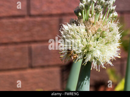 Bee on  seed heads of  the edible  spring onions, Scallion, green onion, and spring onion  in  late spring  gather pollen. Stock Photo