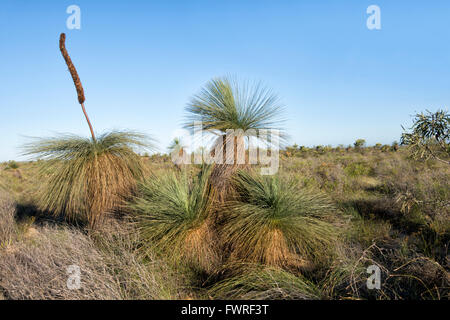 Desert Grass Tree (Xanthorrhoea thorntonii), Kalbarri National Park ...