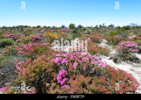 Verticordia monadelpha var callitricha, Desert Bloom, Kalbarri National Park, Western Australia, WA, Australia Stock Photo