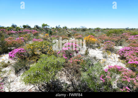 Verticordia monadelpha var callitricha, Desert Bloom, Kalbarri National Park, Western Australia, WA, Australia Stock Photo