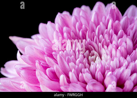 Close up pink chrysanthemum on black Stock Photo