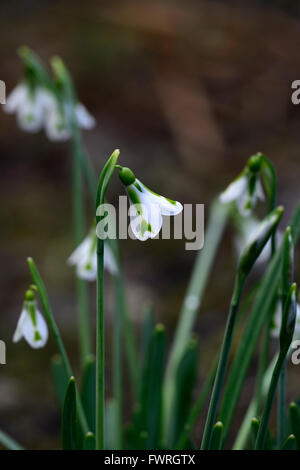 galanthus plicatus south hayes hybrid green markings snowdrop snowdrops spring flower flowers RM Floral Stock Photo