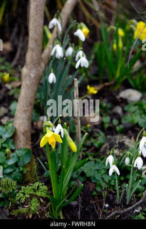 narcissus tete a tete galanthus nivalis white yellow flowers flower flowering snowdrops daffodils spring woodland RM Floral Stock Photo