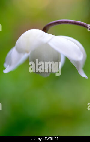 Anemonopsis macrophylla alba white flower flowers rare woodland woodlander shade shady japanese japan native plant RM Floral Stock Photo